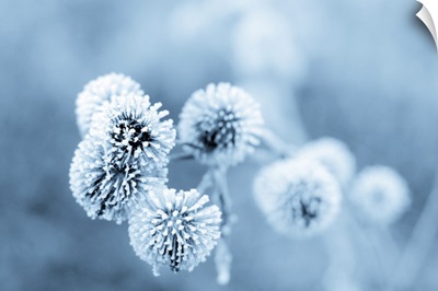 Frozen Burdock Plant