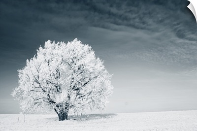 Frozen Tree On A Winter Field