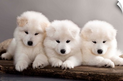 Funny Samoyed puppies