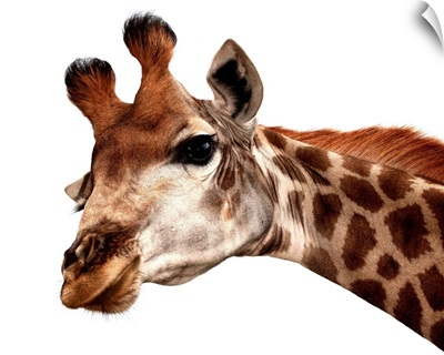 Giraffe portrait against a white background