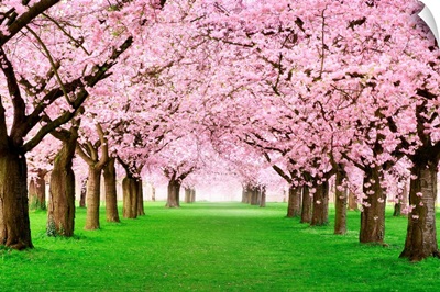 Gorgeous Cherry Trees in Full Blossom