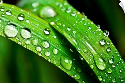 Grass with dew drops
