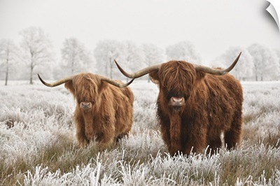 Hairy Scottish Highlanders In Winter, The Netherlands