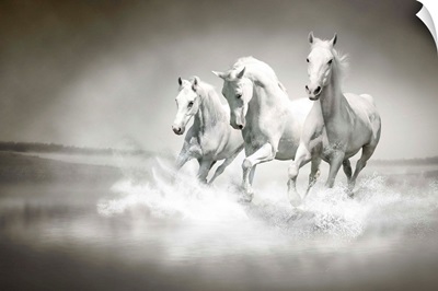 Herd of White Horses Running Through Water
