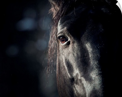 Horse's Eye in the Dark
