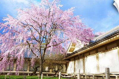 Japanese Cherry Blossom With A Traditional House