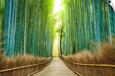 Kyoto, Japan, bamboo forest.