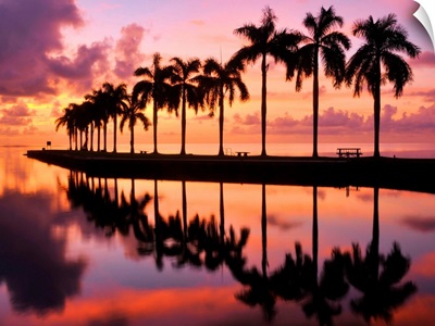Line of silhouetted palm trees reflected in still water in Florida