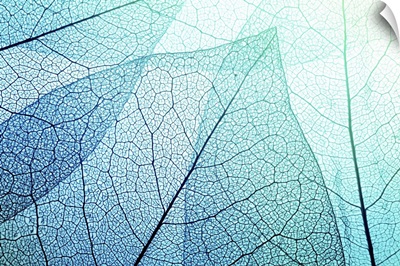 Macro Leaves Background Texture