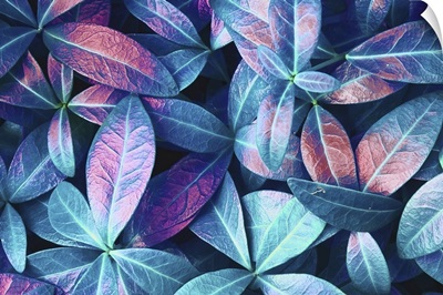 Natural Macro Texture Of Beautiful Leaves Toned In Blue, Purple, And Pink