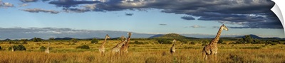 Panorama Of Giraffes In Ruaha National Park In Tanzania