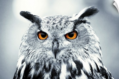 Piercing Owl Eyes
