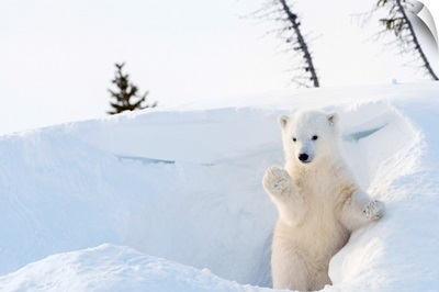 Polar bear cub coming out of den