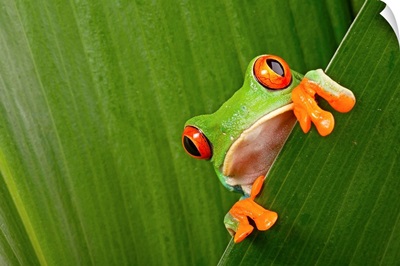 Red eyed tree frog peeping curiously between green leaves