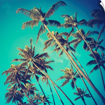Retro Palm Trees In Hawaii