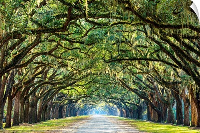 Savannah, Georgia, oak tree lined road