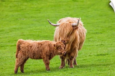 Scottish Cattle and Calf