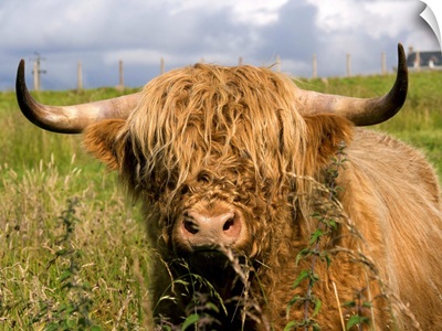 Scottish Cow In Highlands
