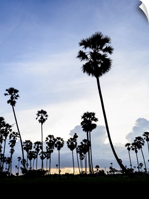 Silhouette Picture Of Sugar Palm At Sunset