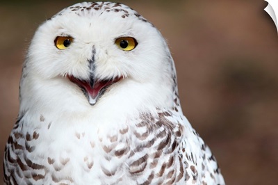 Snowy owl almost appearing as if smiling