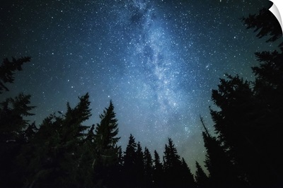 The Milky Way Rises Over The Pine Trees