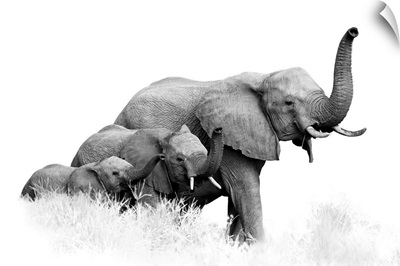 Three African Bush Elephants, Loxodonta Africana
