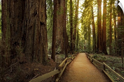 Trail Through Redwoods In Muir Woods National Monument Near San Francisco, California