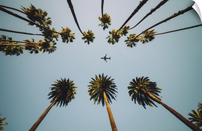 View Of Palm Trees, Sky, And Aircraft Flying