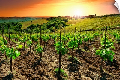 Vineyard at Sunset, Tuscany