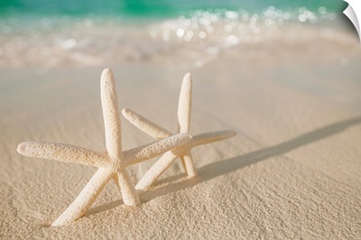 white starfish on white sand beach