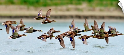 Wild ducks flying over a lake