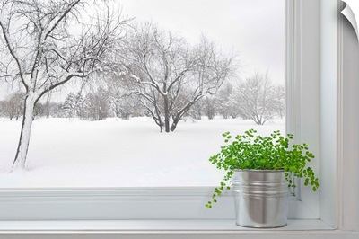 Winter Landscape Seen Through The Window With A Green Plant