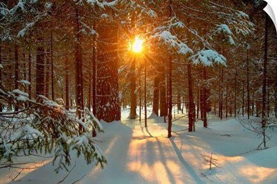 Winter landscape with setting sun shining through forest trees