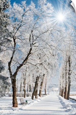 Winter landscape with snow covered row of trees