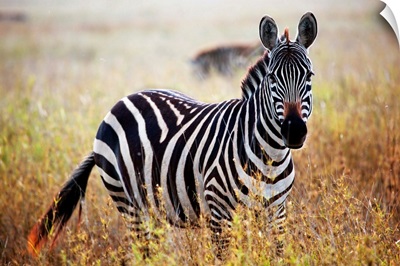 Zebra portrait on African savanna