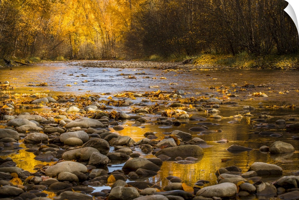 A golden sunrise of fall colors along a small creek bed in British Columbia, Canada.