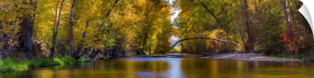 Multi-stitched panorama of a quiet fall colored creek with trees in British Columbia, Canada.