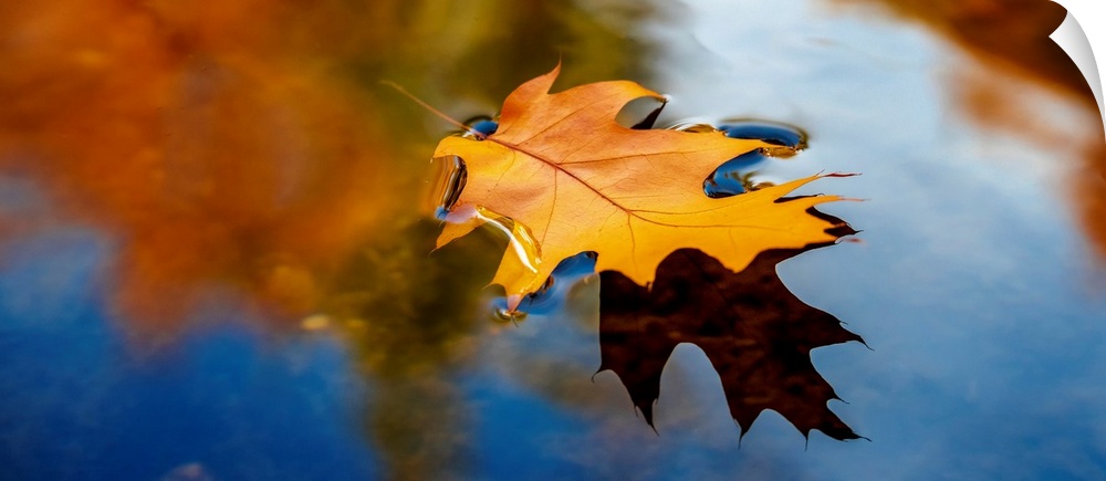A leaf floating in water reflecting fall colors.