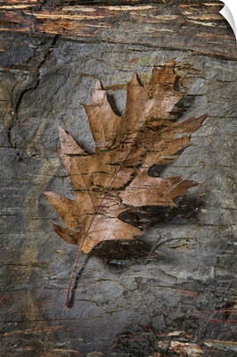Leaves Fossil 1