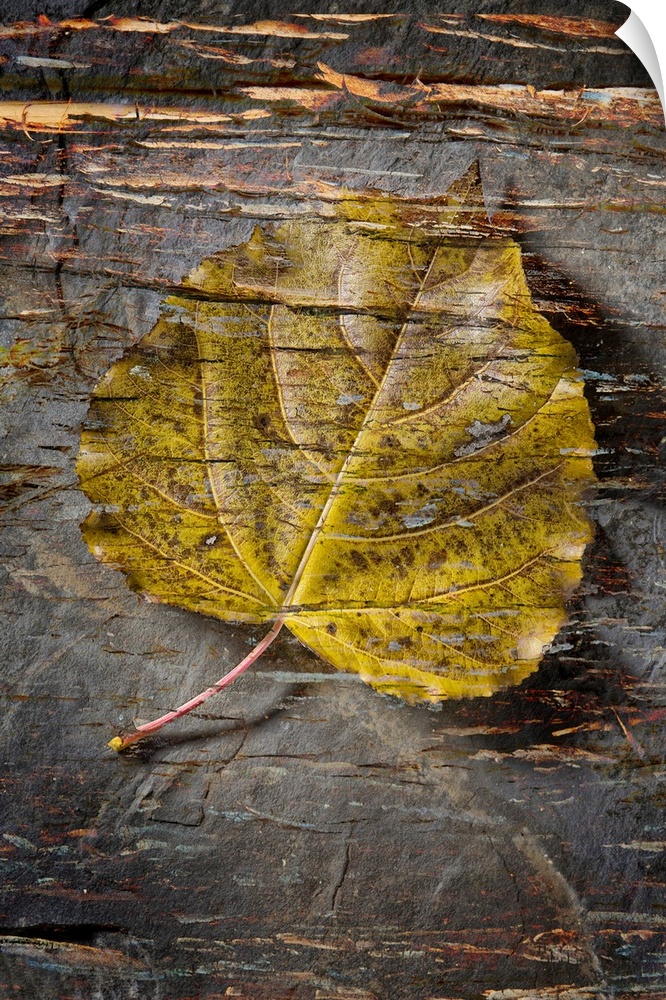 Still life of a leaf with bark like texture superimposed over top.