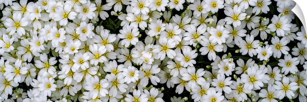 A group of small white flowers in a garden.