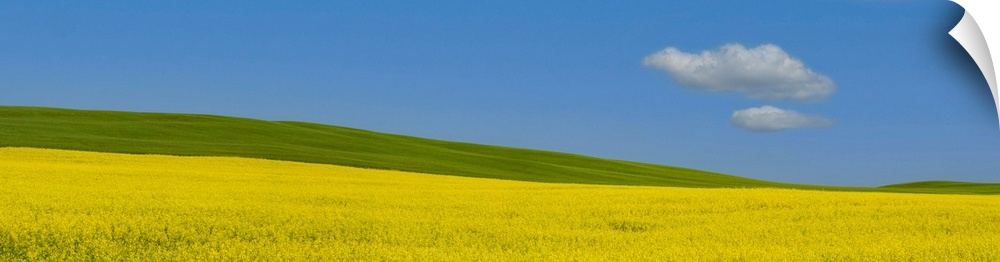 Panorama image of a summer prairie Canola field in Central Alberta, Canada with a wondering cloud.