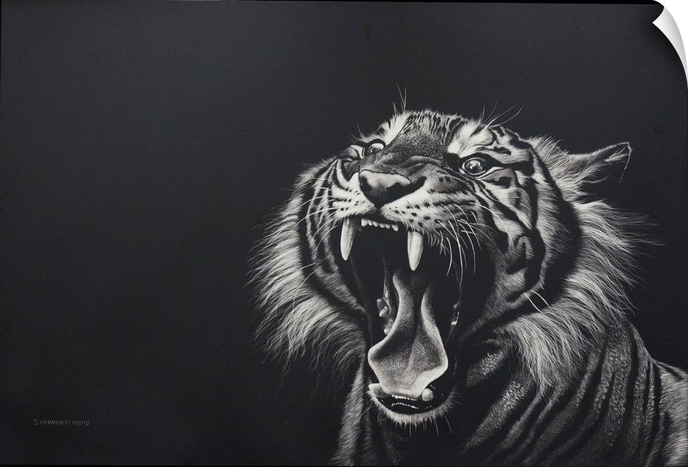 The power of this scratchboard is strong because of the action of this beautiful powerful Bengal. The title 'Back Off' is ...