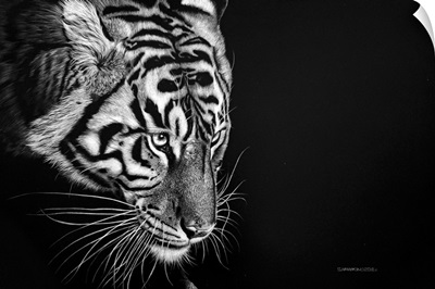 Bengal Tiger - On The Hunt
