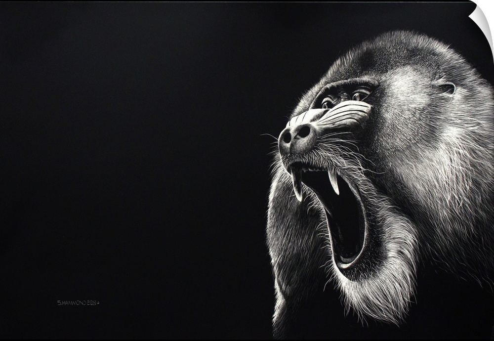 This scratchboard of this growling Mandrill who was warning his intruder. The eyes and his soft fur in movement helps make...