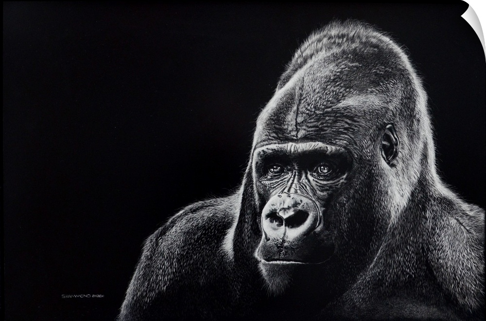 A powerful head and shoulders portrait of a majestic Mountain gorilla created in the scratchboard style. The black and whi...