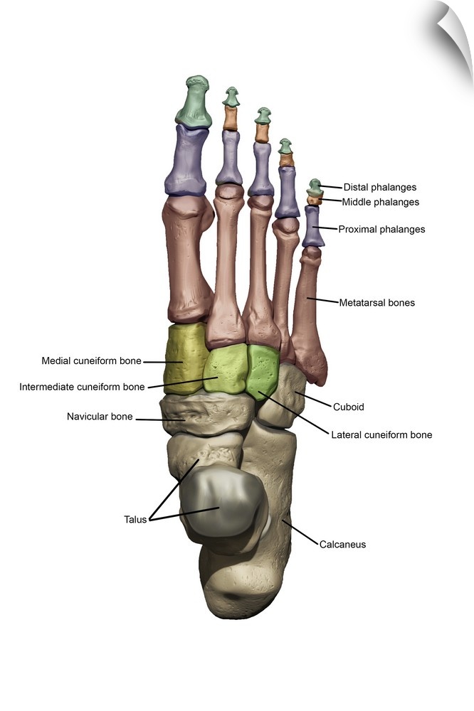 3D model of the foot depicting the dorsal bone structures with annoations.