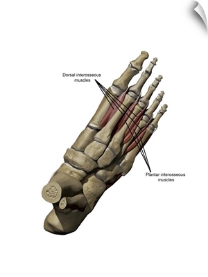 3D model of the foot depicting the dorsal deep muscles and bone structures