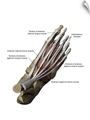 3D model of the foot depicting the dorsal superficial muscles and bone structure