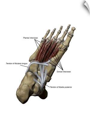 3D model of the foot depicting the plantar deep muscles and bone structures